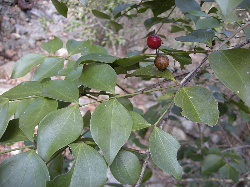 File:Strychnos psilosperma foliage and fruit.jpg