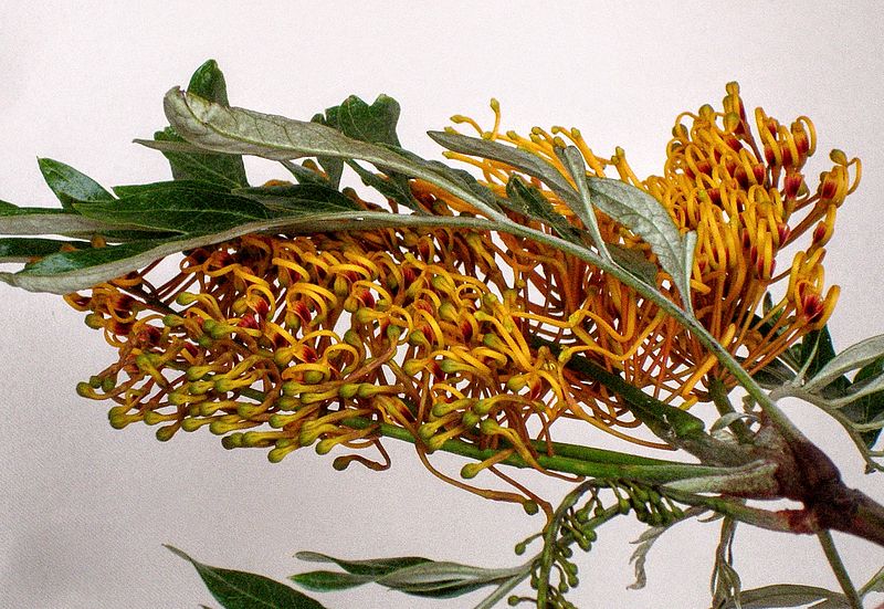 File:Flowers, robusta.jpg