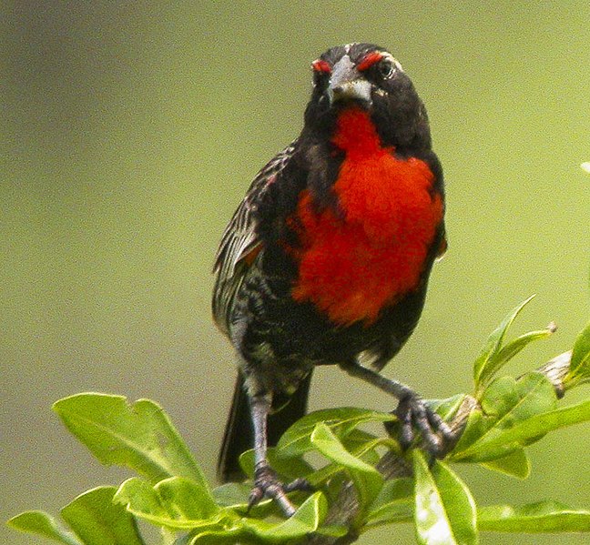 File:Peruvian Meadowlark - Ecuador 05 dgs(2) (23781009842) (cropped).jpg