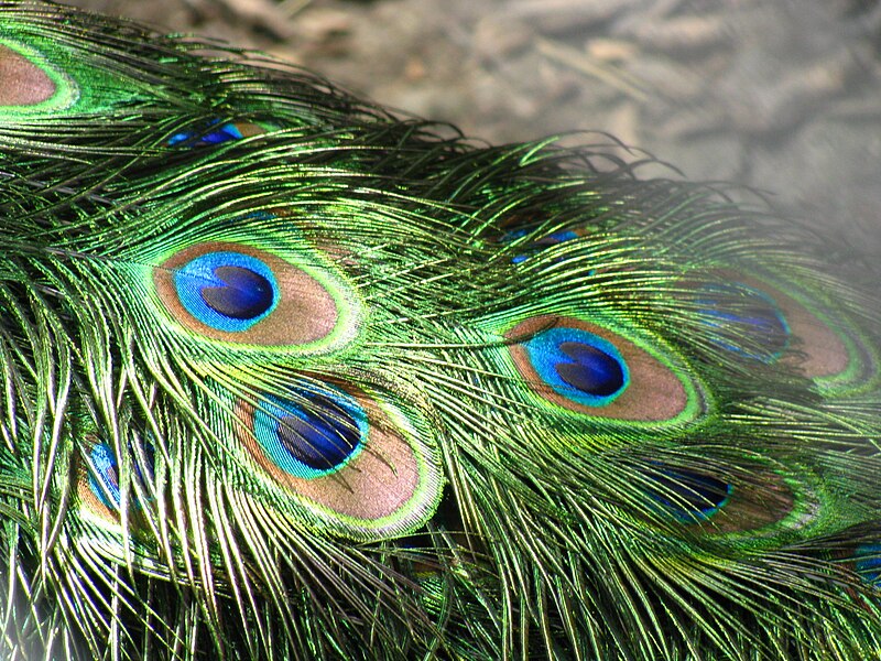 File:Peacock feathers closeup.jpg