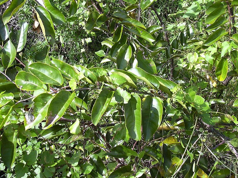 File:Starr 031108-2081 Annona glabra.jpg