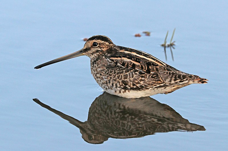 File:African snipe (Gallinago nigripennis aequatorialis).jpg