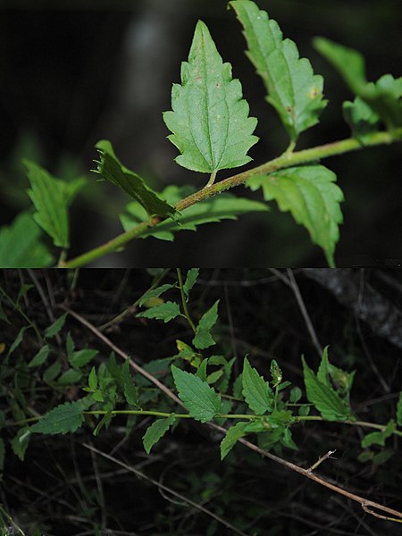 File:Baccharis anomala poster Uruguay.jpg