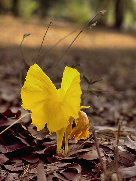 File:Costus spectabilis.jpg