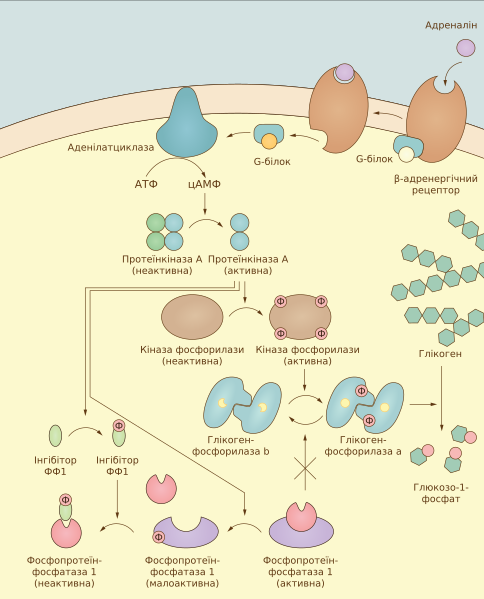 File:Glycogenolysis activation by epinephrine.svg