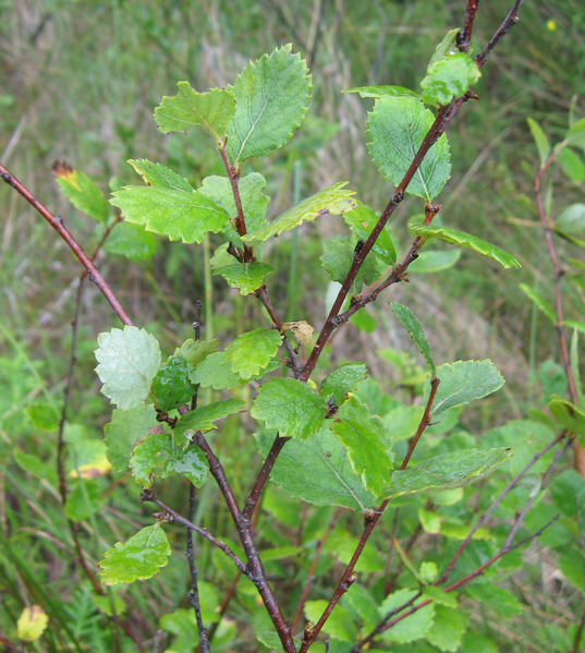 File:Cropped clear betula pumila.png