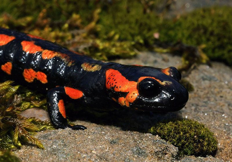 File:Salamandra salamandra Saarland 007.jpg