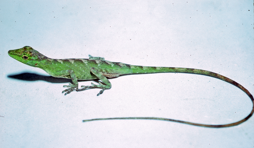 File:Anolis boettgeri.png