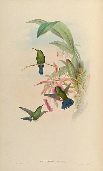 File:A monograph of the Trochilidæ, or family of humming-birds (Plate 322) (8550622197).jpg