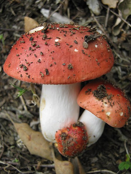 File:2011-05-14 Russula lepida 146790.jpg