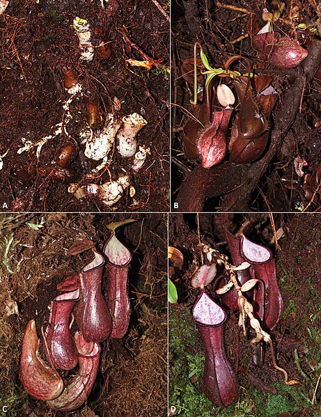 File:Nepenthes pudica, pitchers.jpg