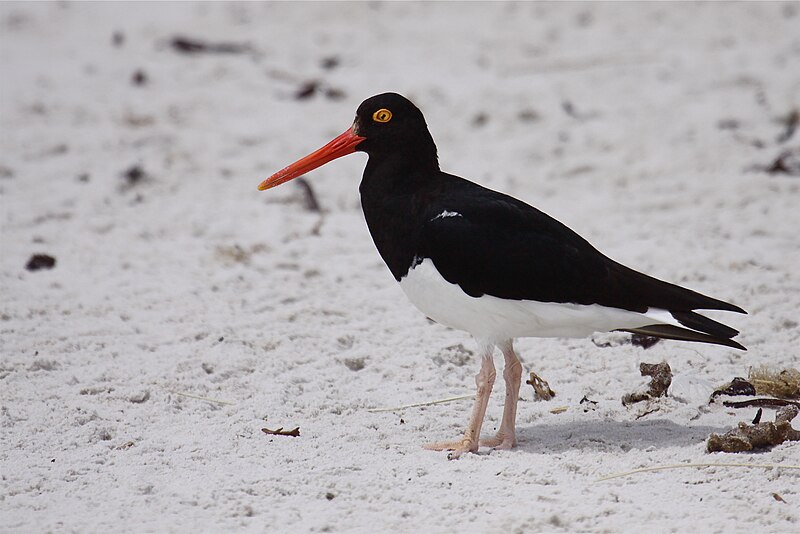 File:Magellanic Oystercatcher.jpg