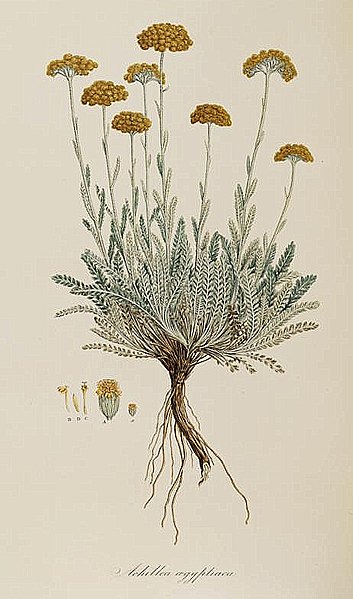 File:Achillea aegyptiaca.jpg