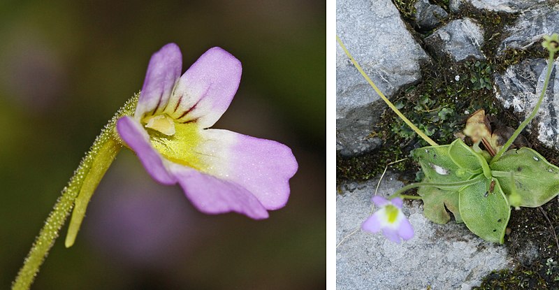 File:Pinguicula hirtiflora.jpg