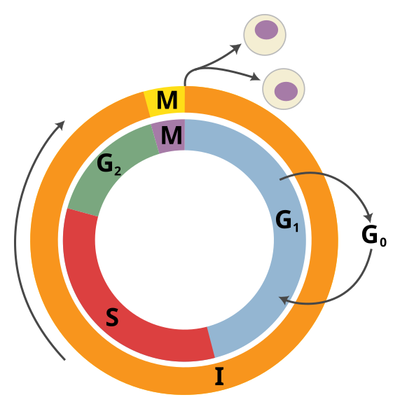 File:Cell Cycle 3-3.svg