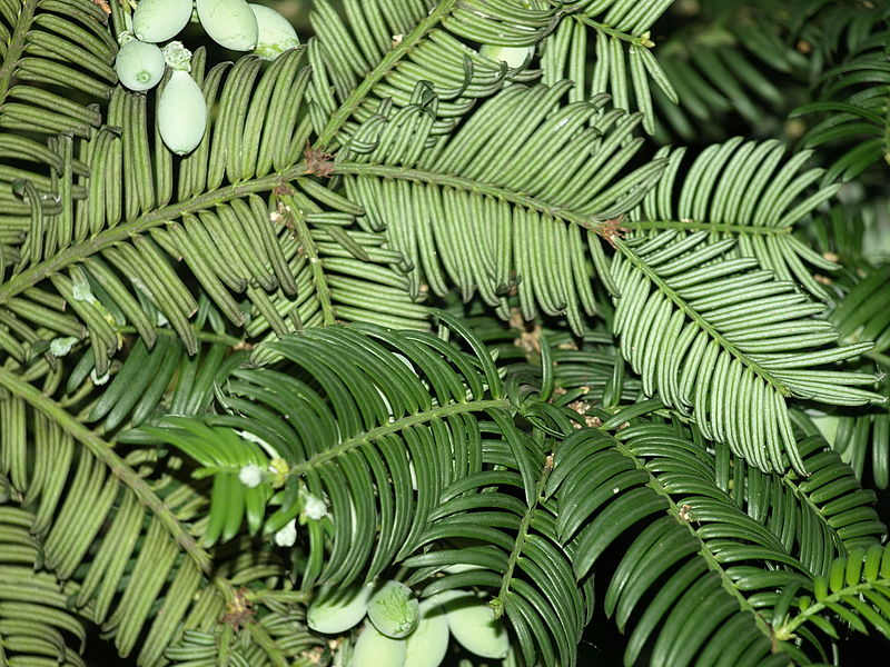 File:Cephalotaxus harringtonia var. drupacea (6273814612).jpg