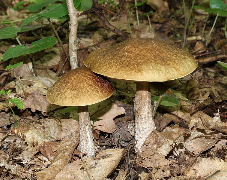 File:Leccinum pseudoscabrum 2020 G1.jpg