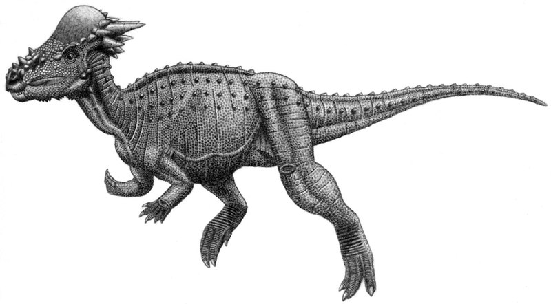 File:Pachycephalosauria jmallon.jpg