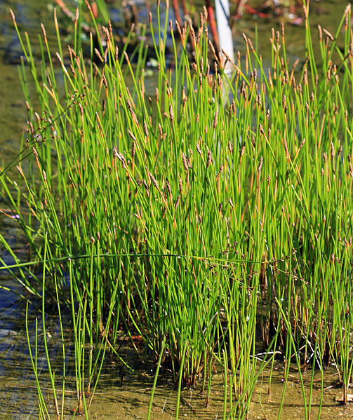 File:Eleocharis palustris Prague 2013 1.jpg