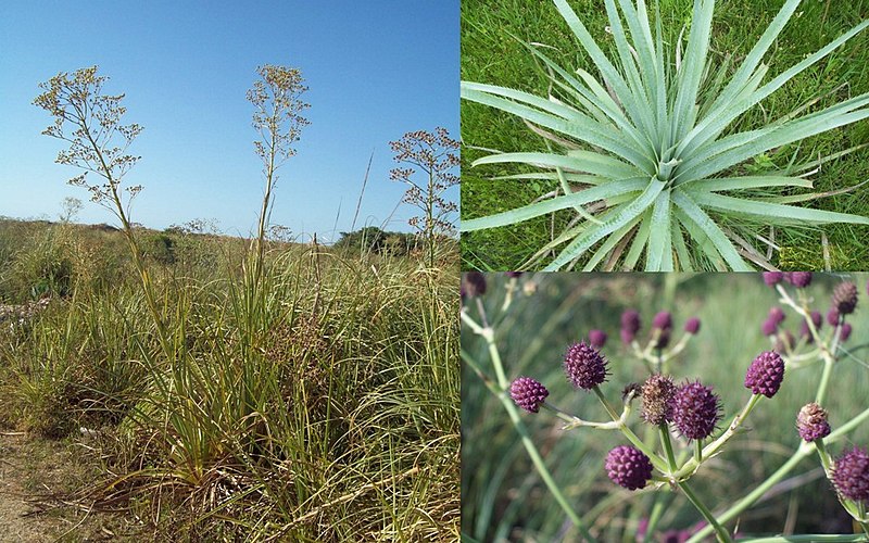 File:Eryngium pandanifolium.jpg