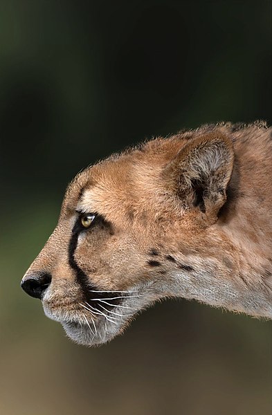 File:Head appearance of Acinonyx pardinensis.jpg