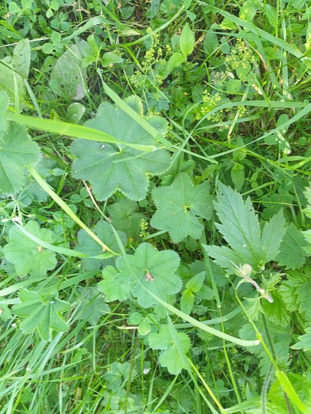 File:Alchemilla glabricaulis 79436562.jpg