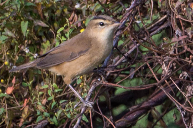 File:Black-browed Reed Warbler by Jason Thompson (Cropped).jpg