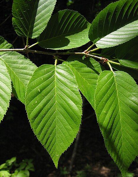 File:Betula alleghaniensis 5349050.jpg