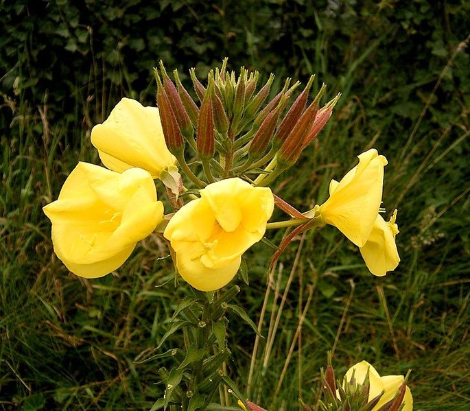 File:Oenothera glazioviana 03 ies.jpg