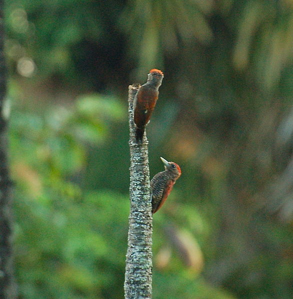 File:Blood-colored woodpeckers (11294614053).jpg