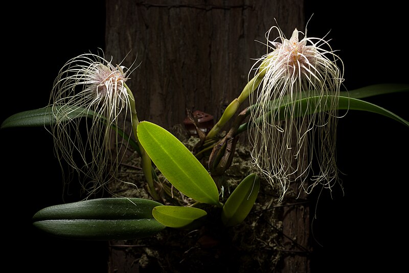 File:Bulbophyllum medusae (Lindl.) Rchb.f., W.G.Walpers, Ann. Bot. Syst. 6- 262 (1861) (39307930082).jpg