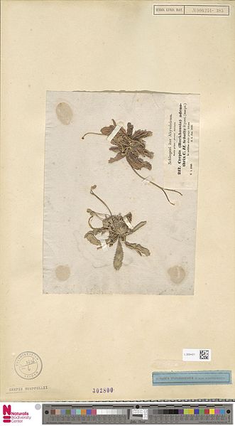 File:Naturalis Biodiversity Center - L.3694421 - Crepis rueppellii Sch.Bip. - Compositae - Plant type specimen.jpeg