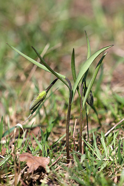 File:Fritillaria meleagris sprouting.jpg