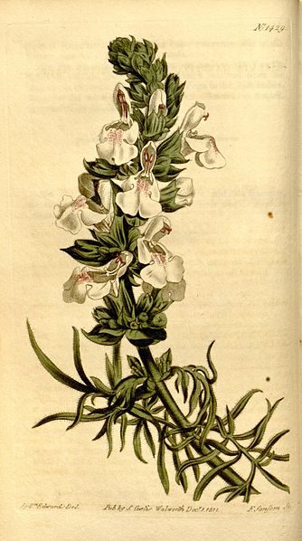 File:Curtis's botanical magazine (Plate 1429) (8247989586).jpg