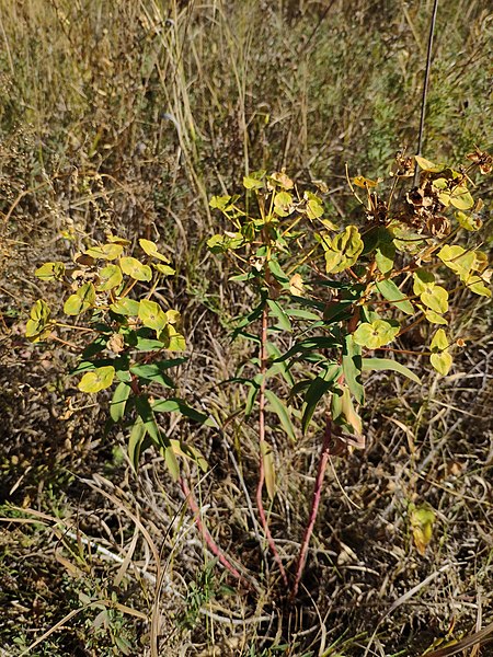 File:Euphorbia stepposa 95170746.jpg