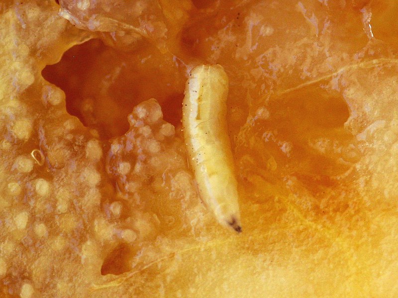 File:Ceratitis capitata - larvae.jpg