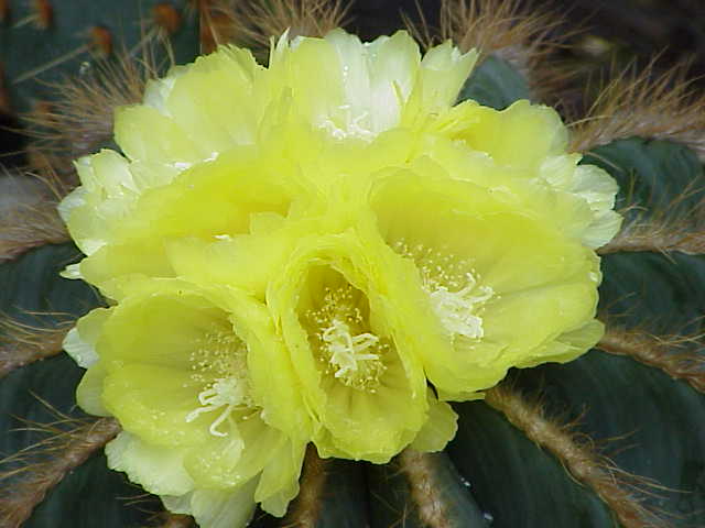 File:Parodia magnifica0.jpg