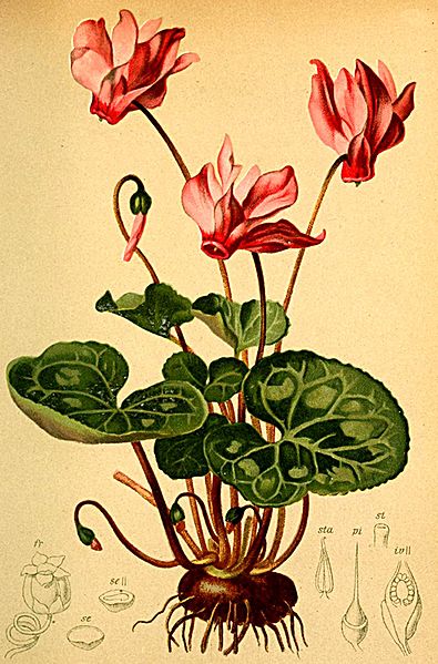 File:Cyclamen europaeum Atlas Alpenflora.jpg