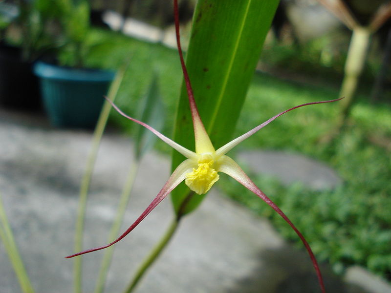 File:Diplocaulobium Klenx 1stbloom.jpg