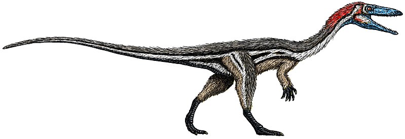 File:Coelophysis size flipped.jpg