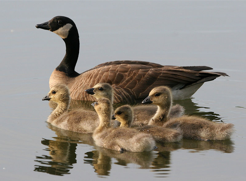 File:Branta canadensis1.jpg