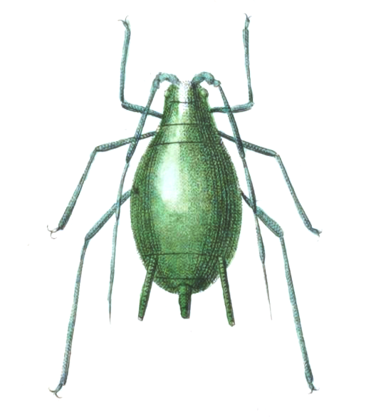 File:Aphid icon.png