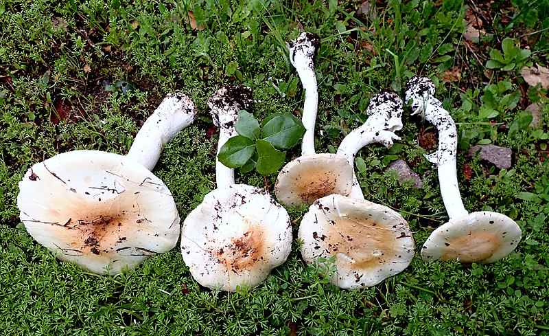 File:Amanita ocreata 601832.jpg