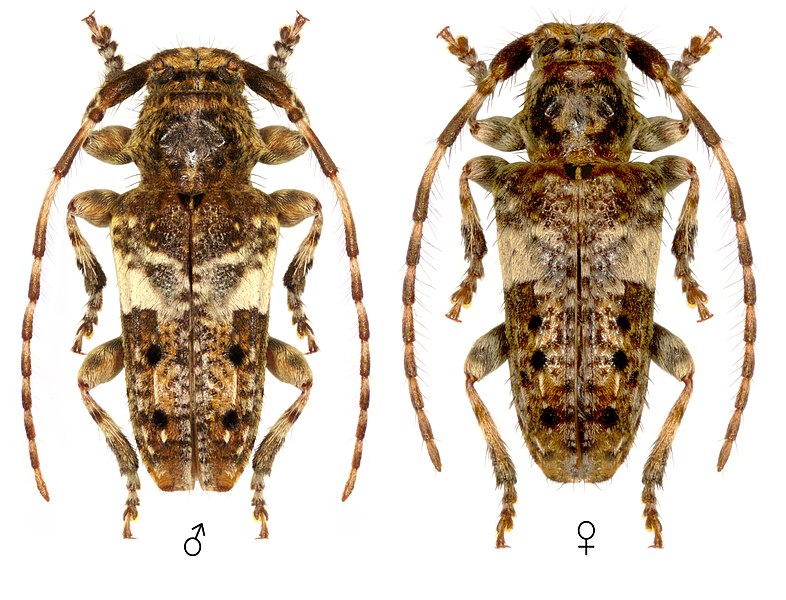 File:Longhorn beetle Pogonocherus fasciculatus (DeGeer, 1775). Male and female.jpg