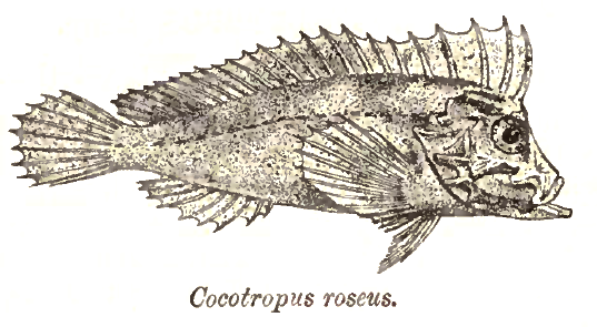 File:CocotropusRoseus.png