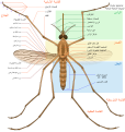 العربية