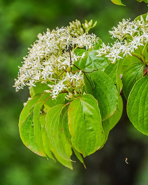 File:Cornus walteri in Hackfalls Arboretum (2).jpg