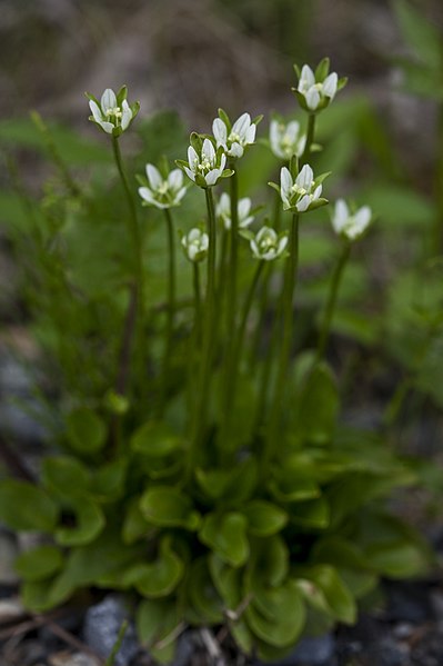 File:Parnassia kotzebuei.jpg