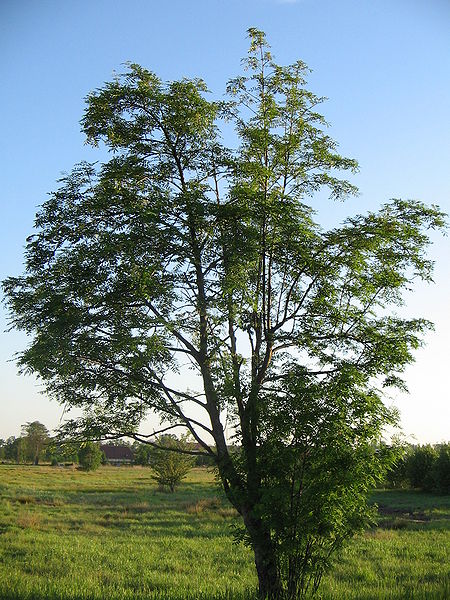 File:Sorbus aucuparia 270605.jpg