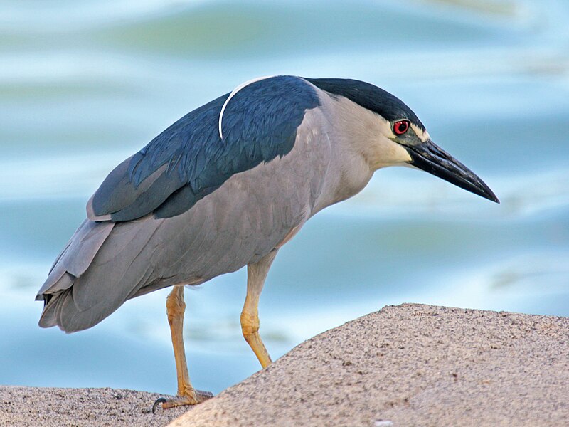 File:Black-crowned Night Heron RWD7.jpg